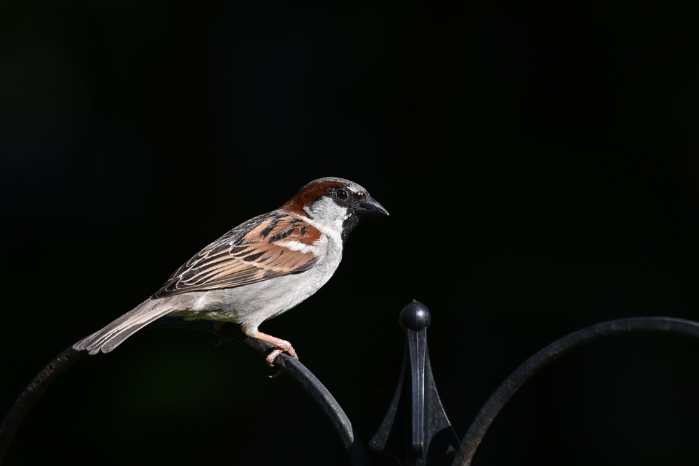 Juste un moineau 1000 .jpg