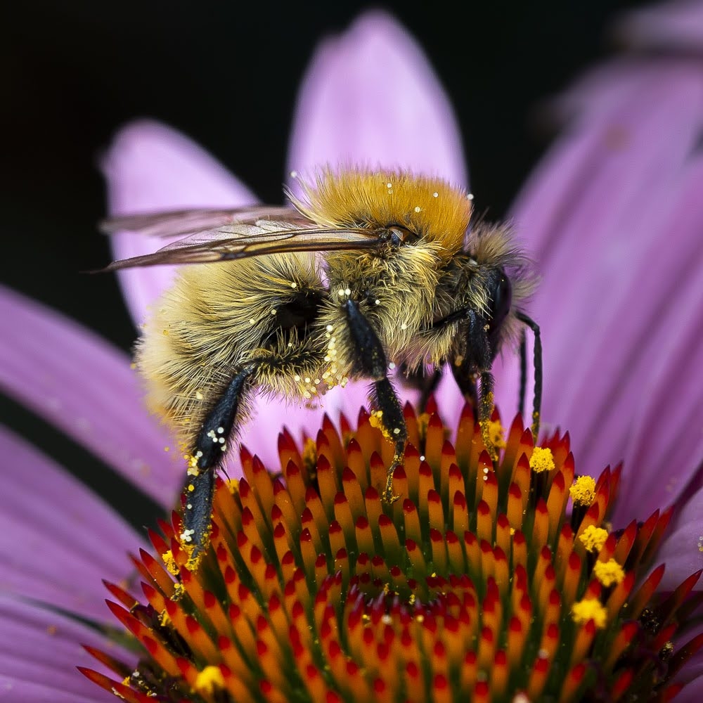 Pollen.JPG.bd9c5b1d1f402d0919121fb16305b3d9.JPG