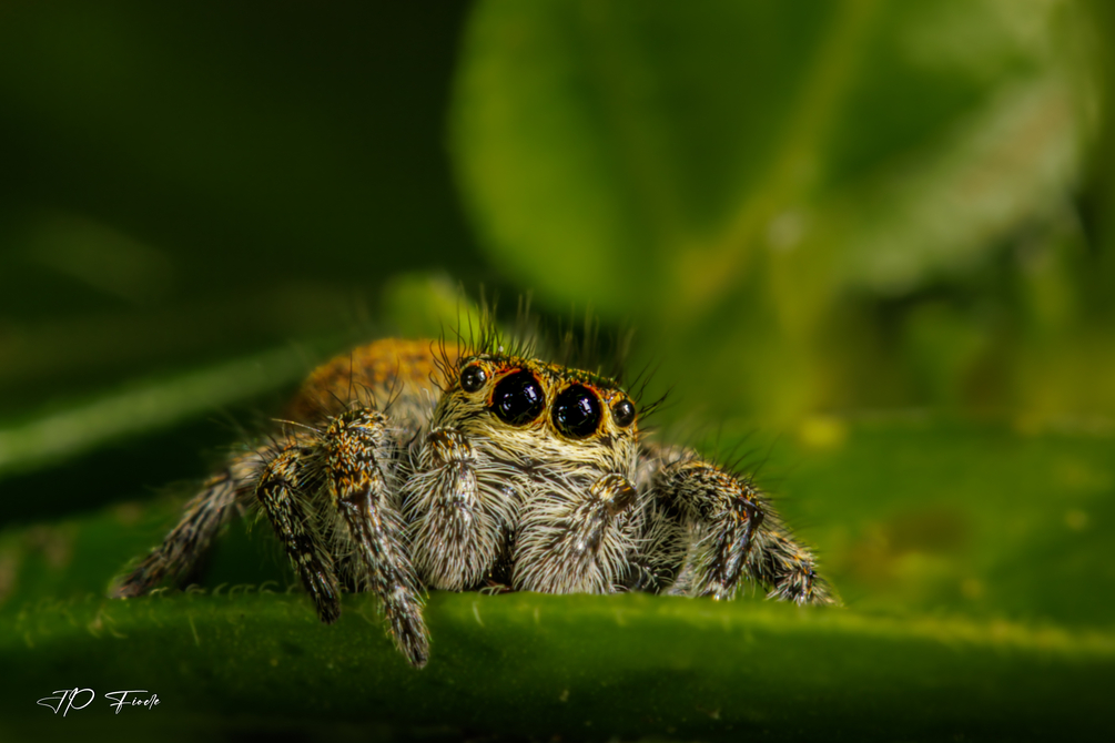 Saltique orangée (Carrhotus xanthogramma)-001.jpg