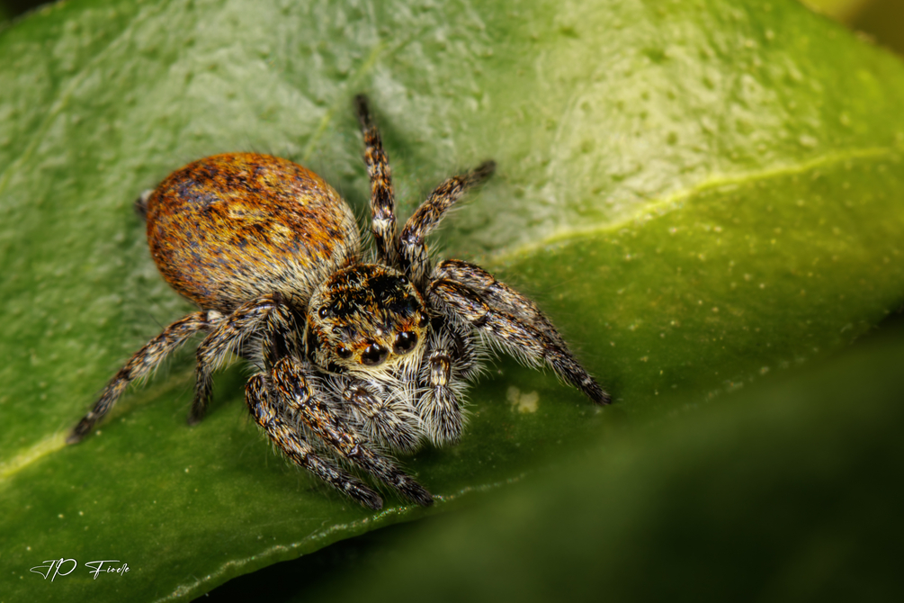 Saltique orangée (Carrhotus xanthogramma).jpg