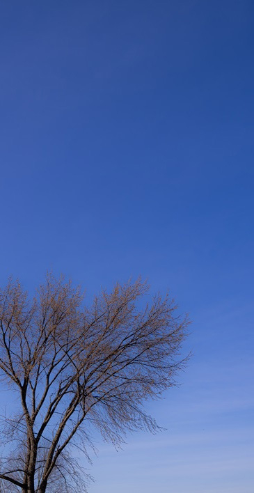 arbre2.jpg