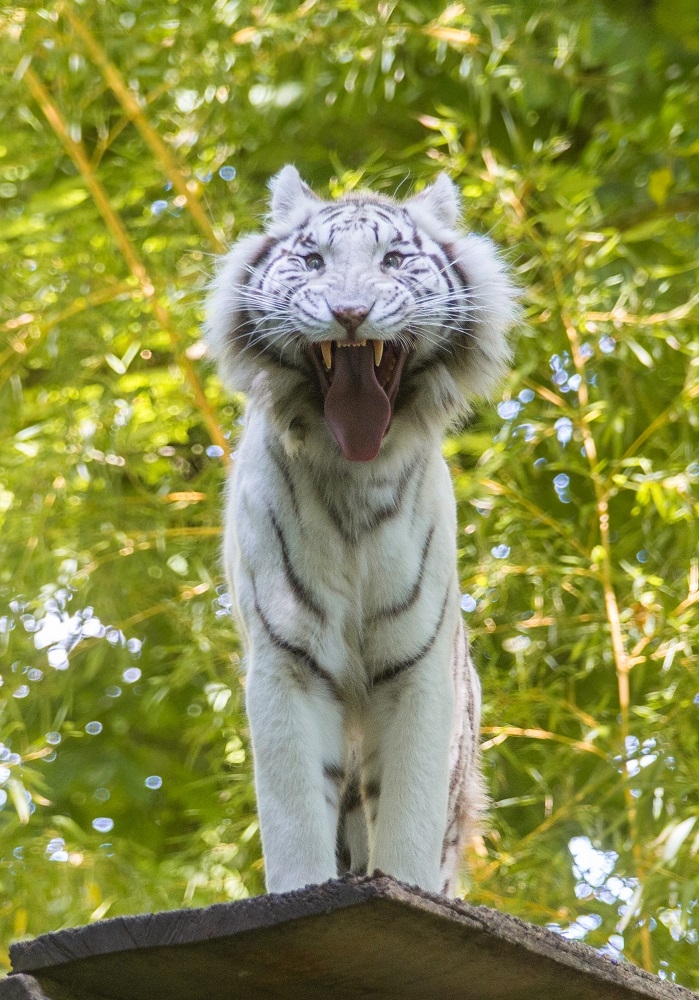 tigre blanc 1 fp.jpg