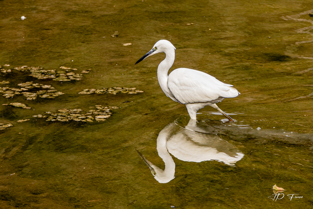 Aigrette garzette (Egretta garzetta)-002.jpg