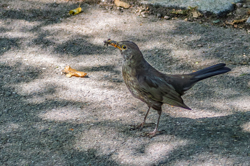 IMG_1010-1.jpg