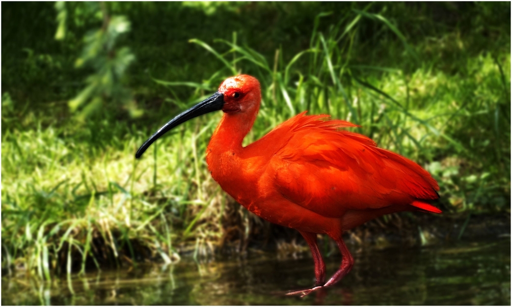 Ibis Rouge 2500 (1).jpg