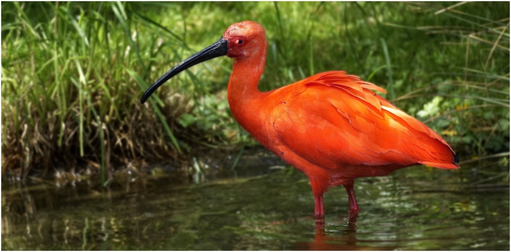 Ibis Rouge 2500 (2).jpg