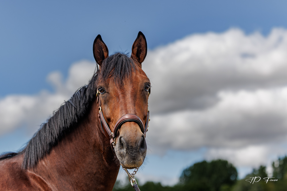 Le cheval.jpg