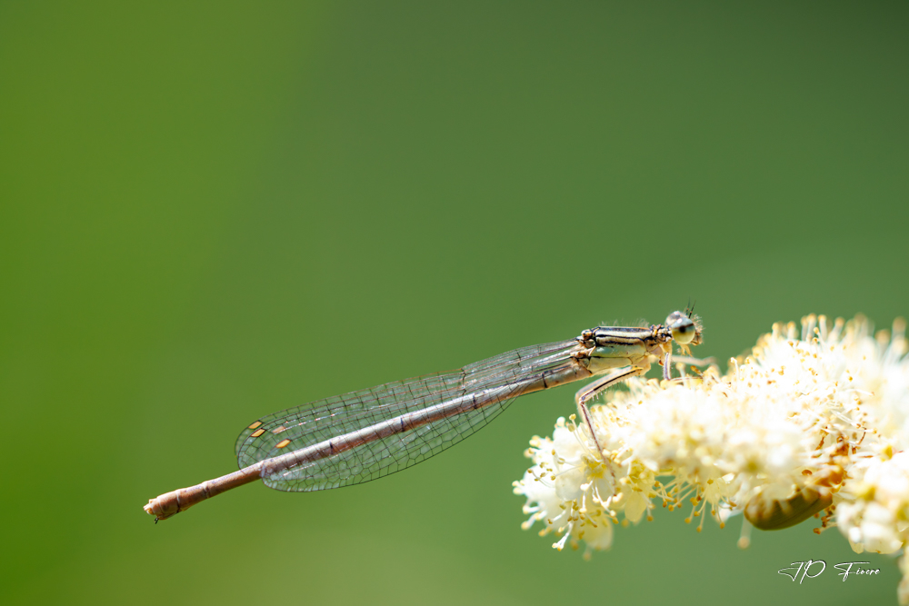 Pennipatte Bleuâtre (Platycnemis pennipes).jpg