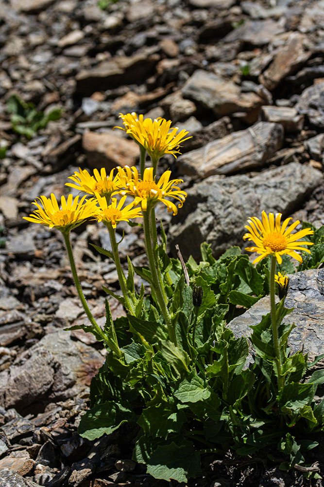 arnica.jpg