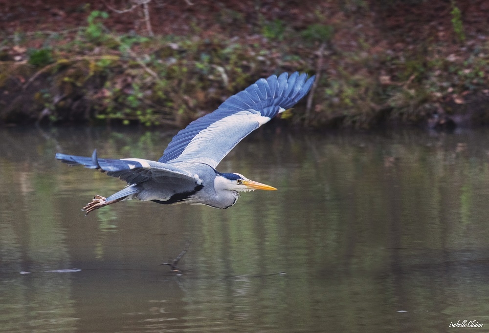 heron en vol (2) fp.jpg