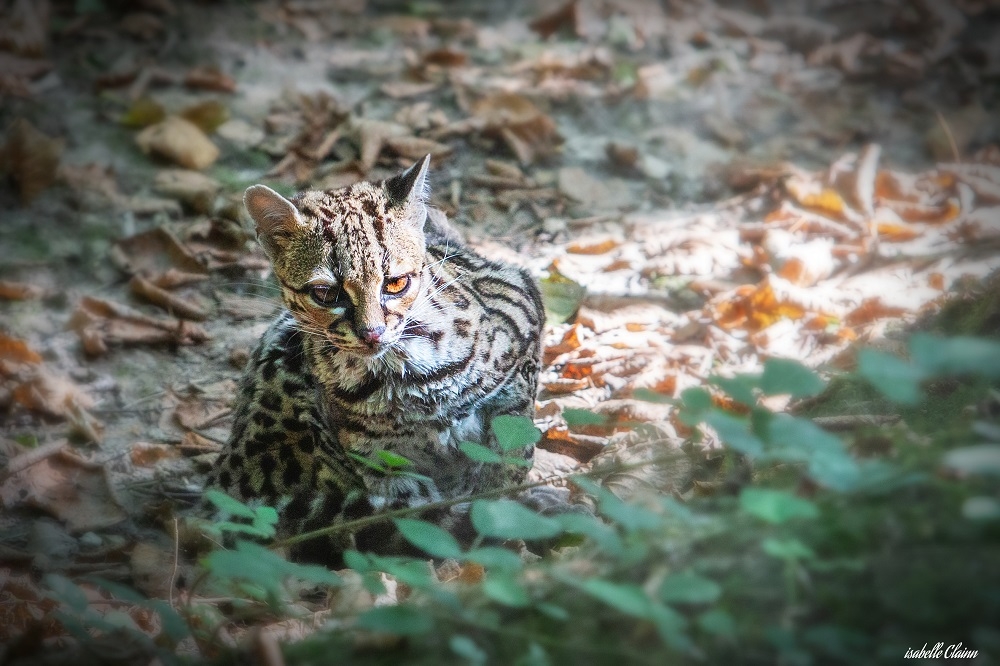 ocelot u1 fp.jpg