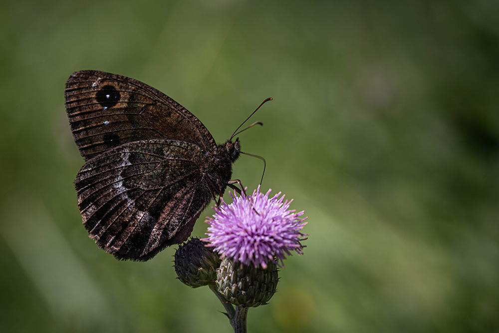 papillon 3.jpg