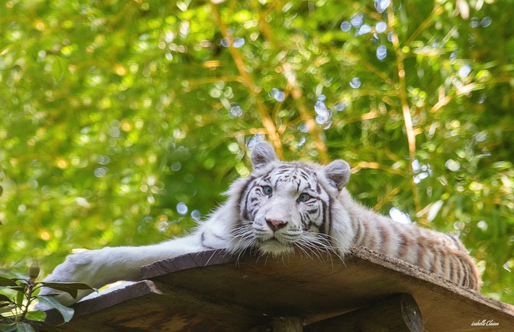 tigre b a1 fp.jpg