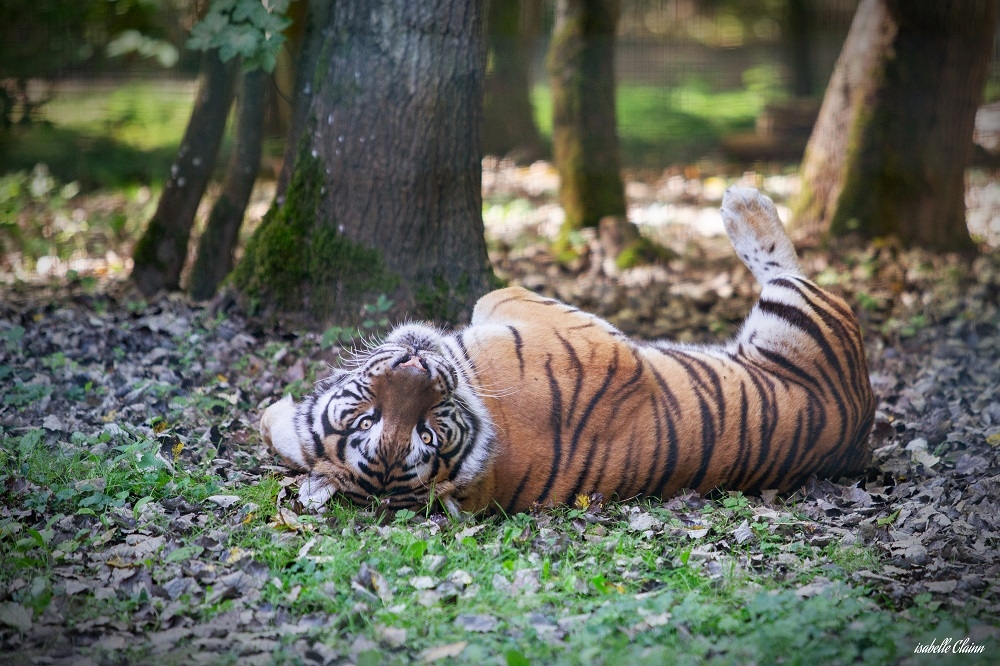 tigre u2 fp.jpg
