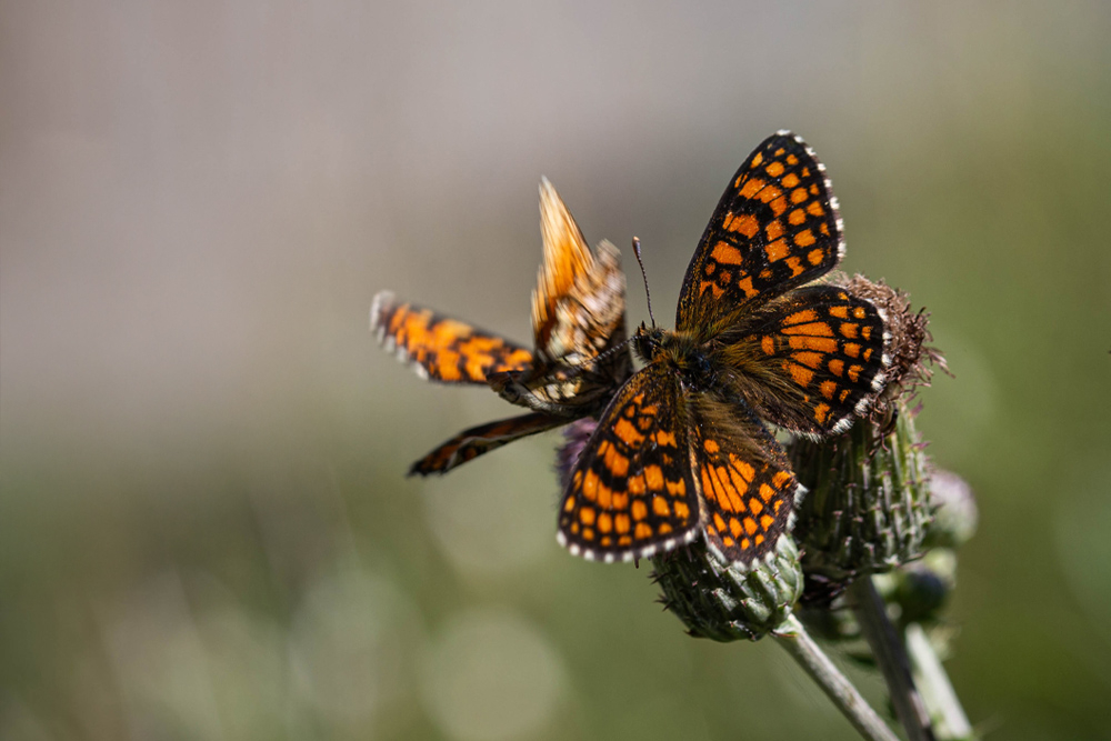 un bouquet de papillons 2.jpg