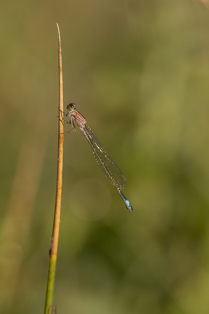 2G6A5605.jpg