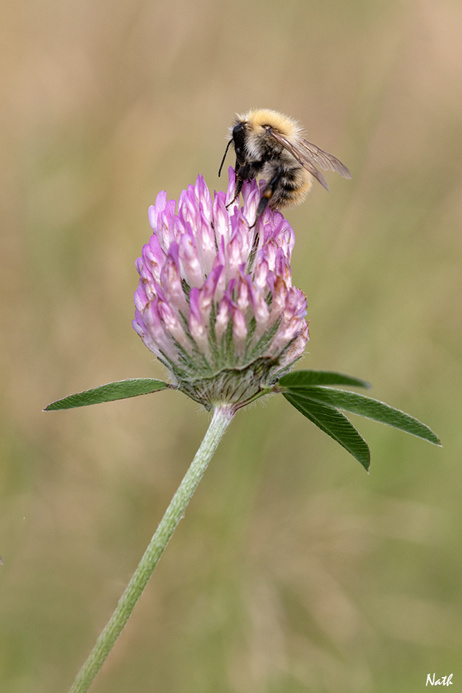 Abeille_5.jpg