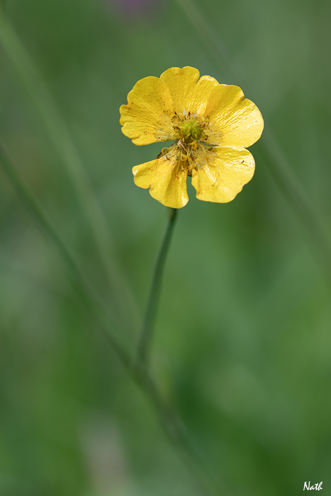 Bouton d'or_3.jpg