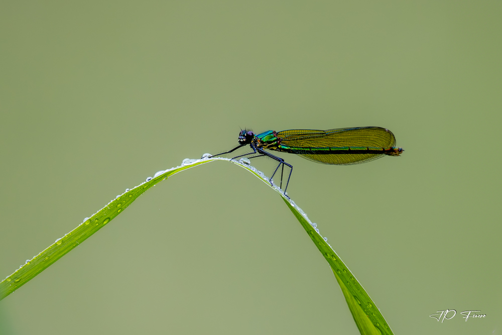 Caloptéryx vierge (Calopteryx virgo).jpg