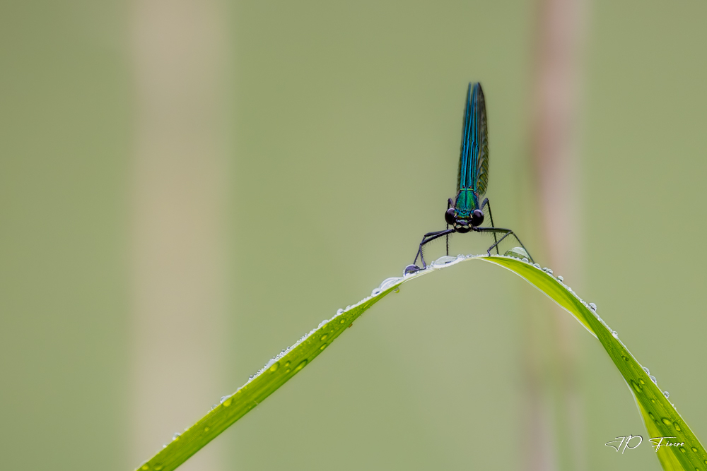 Caloptéryx vierge (Calopteryx virgo) 2.jpg