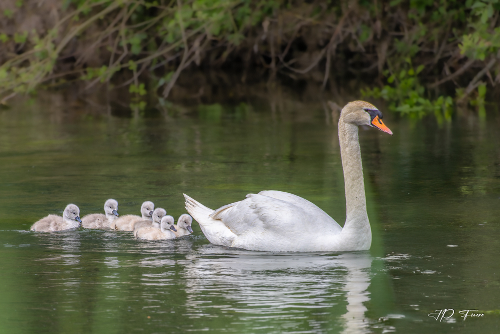 Cygne tuberculé (Cygnus olor).jpg