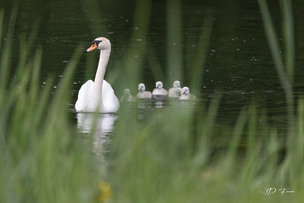 Cygne tuberculé (Cygnus olor) 2.jpg