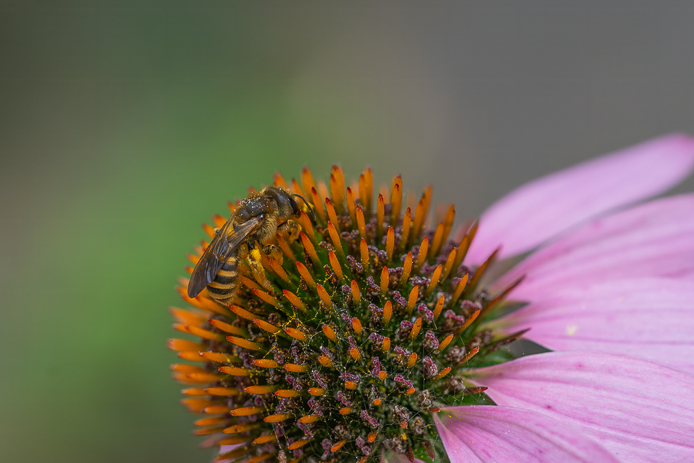 DSC04043-Modifier-3.jpg