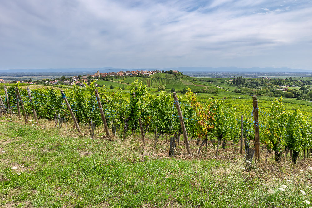 IMG_1546-1.jpg