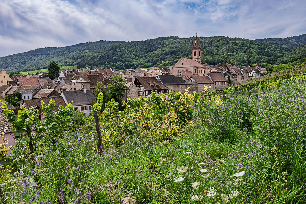 IMG_1566-1.jpg