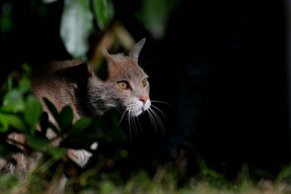 Le chasseur 1080 .jpg
