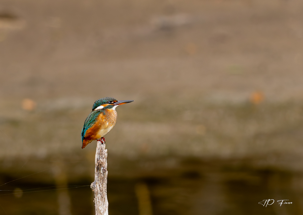 Martin-pêcheur d'Europe (Alcedo atthis)-1.jpg