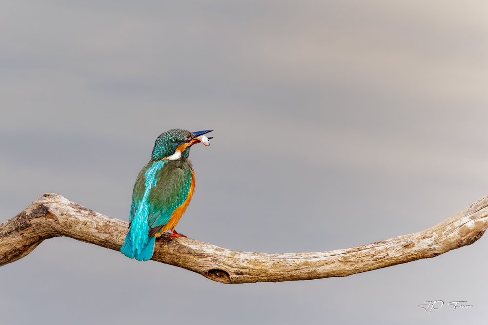 Martin-pêcheur d'Europe (Alcedo atthis)-2.jpg