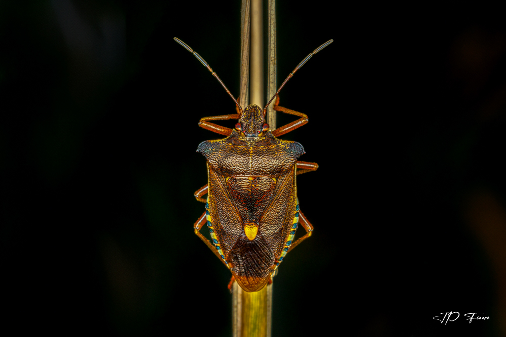 Pentatoma rufipes .jpg