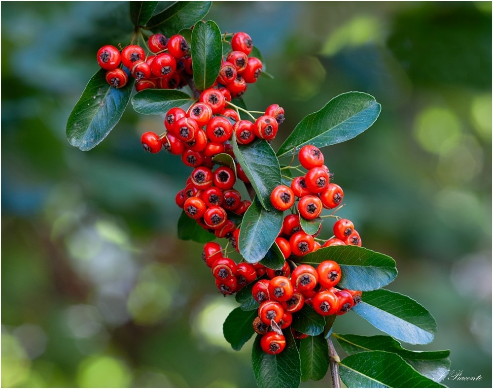Pyracantha saphir rouge.jpg