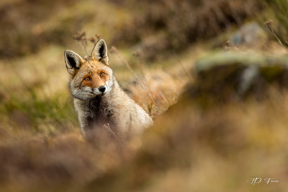 Renard roux (Vulpes vulpes) 2022.04.13 165323-Modifier-3.jpg