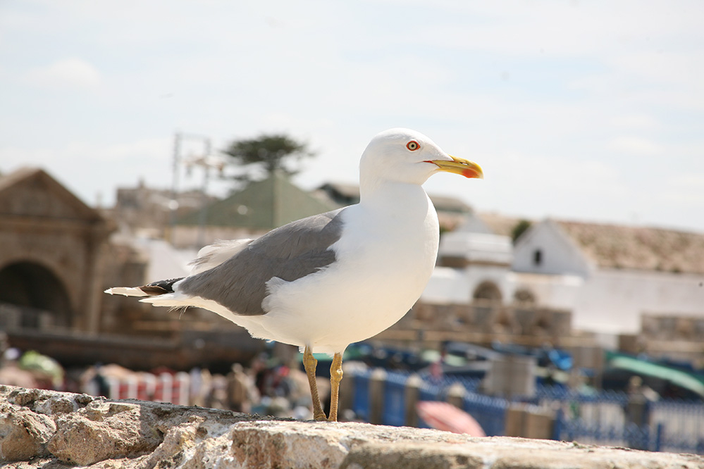 Sur les quais d'Essaouira.jpg