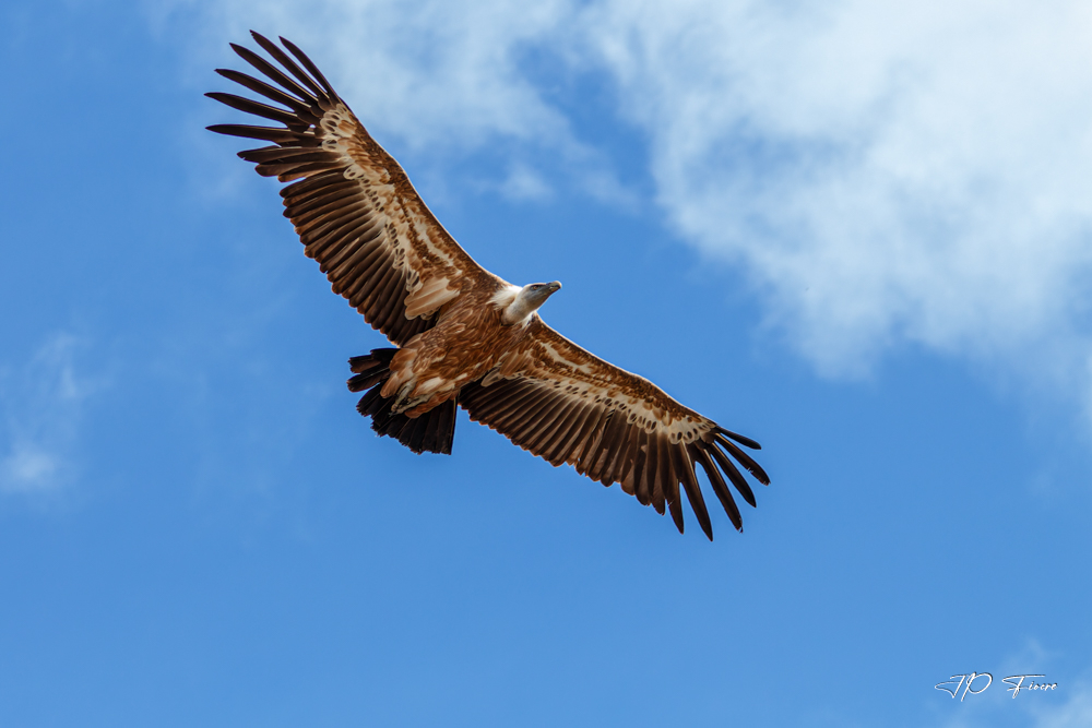 Vautour fauve (Gyps fulvus)-2016.08.18-120104-001.jpg
