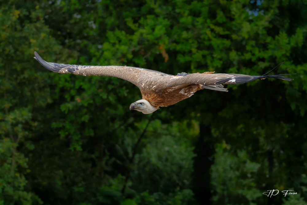 Vautour fauve (Gyps fulvus)-2016.08.18-120128-Modifier.jpg
