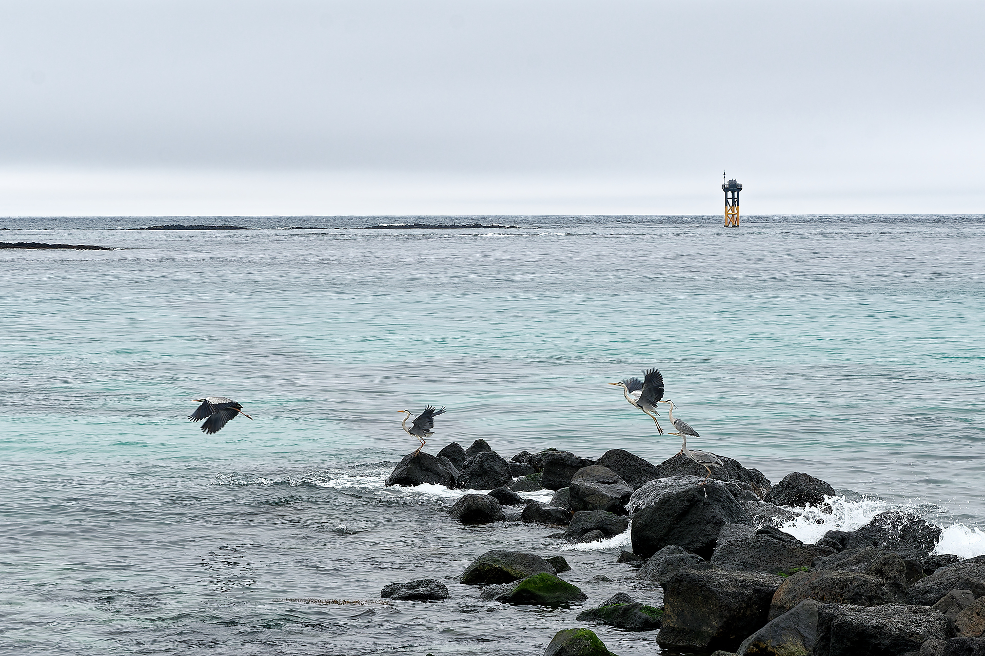 large.KR-Jeju_Herons.jpg
