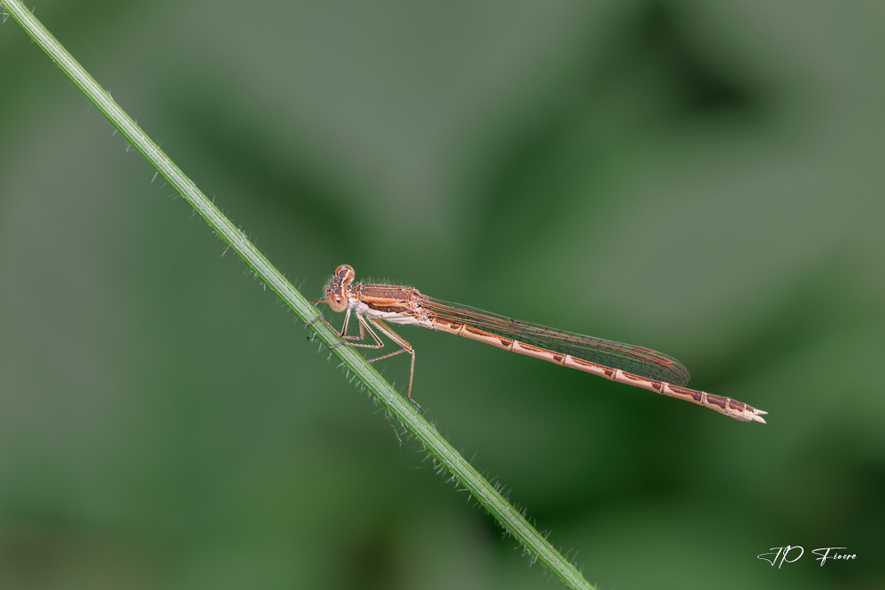leste brun (Sympecma fusca).jpg