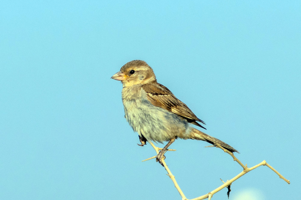 spanish sparrow.jpg