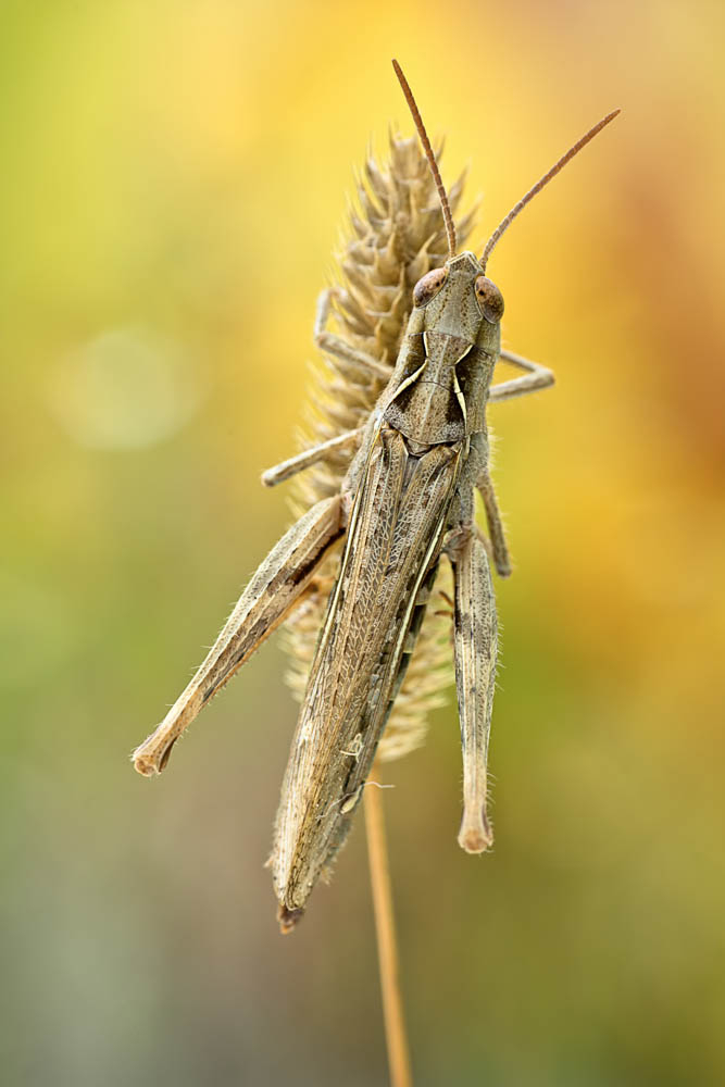 004Macro003.jpg