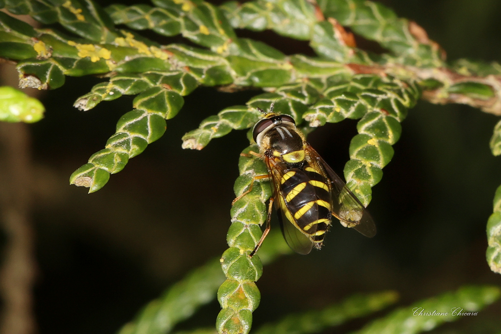 Dasysyrphus venustus 2023.05.07 171319.jpg