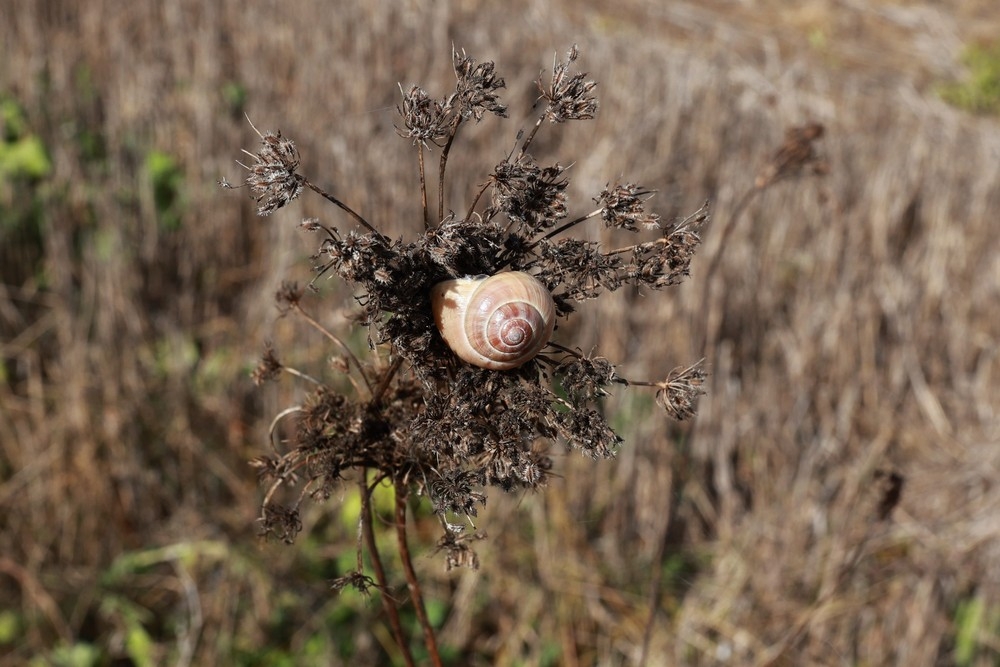 Helix aspersa-2024.10.13-131630.jpg