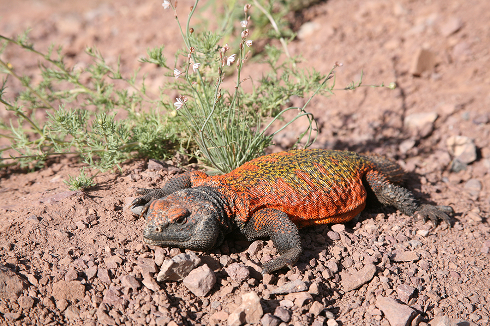 Lezard .jpg
