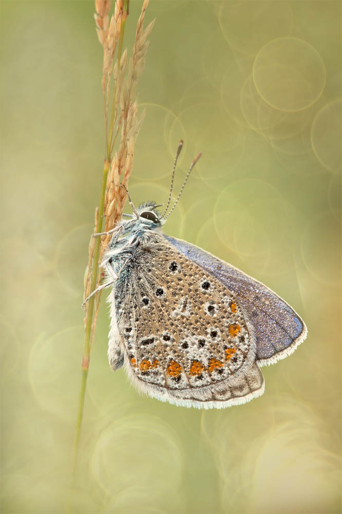Macro-00617-août-2013-1-V2.jpg