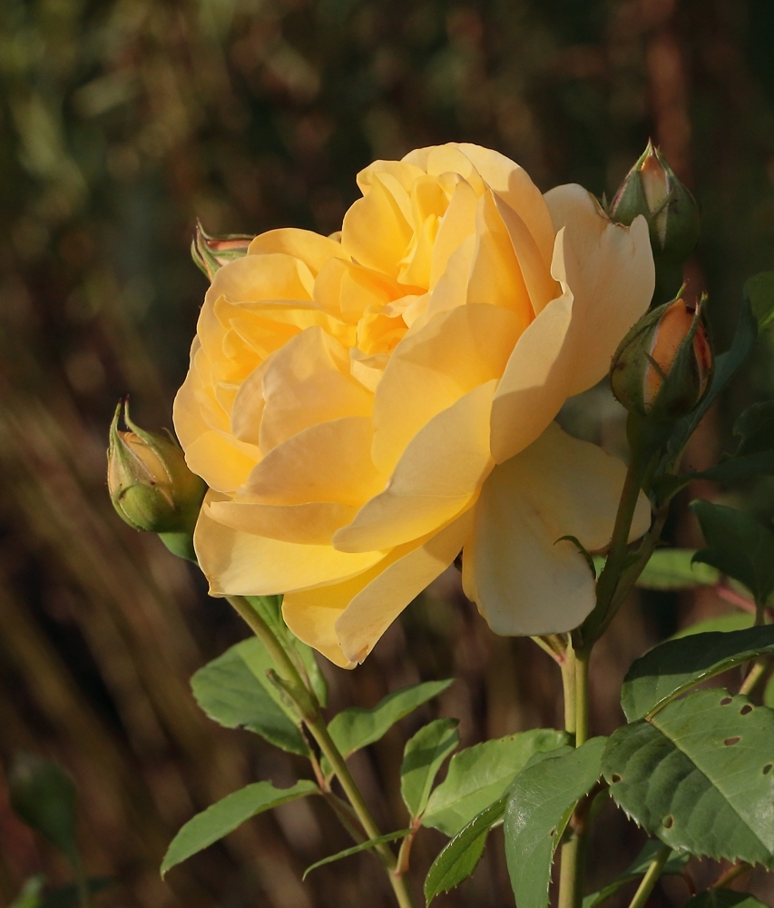 ROSE-JAUNE-VLR.jpg