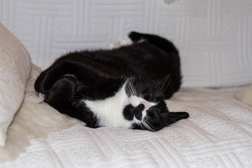 doudou2 copie.jpg