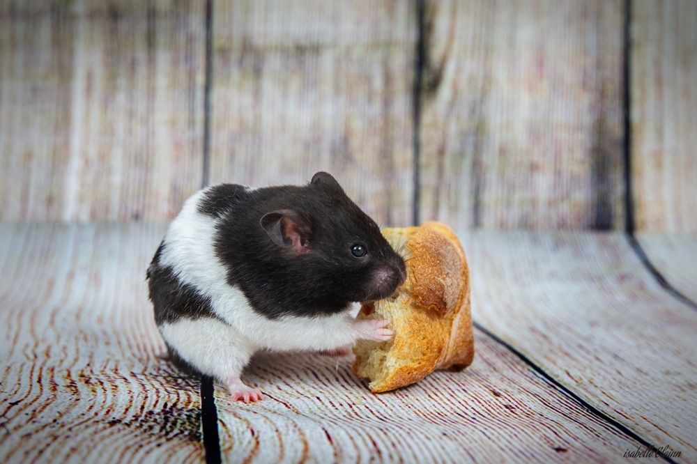 hamster 5 fp.jpg
