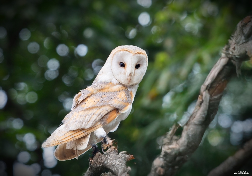 puy du fou a8 fp.jpg